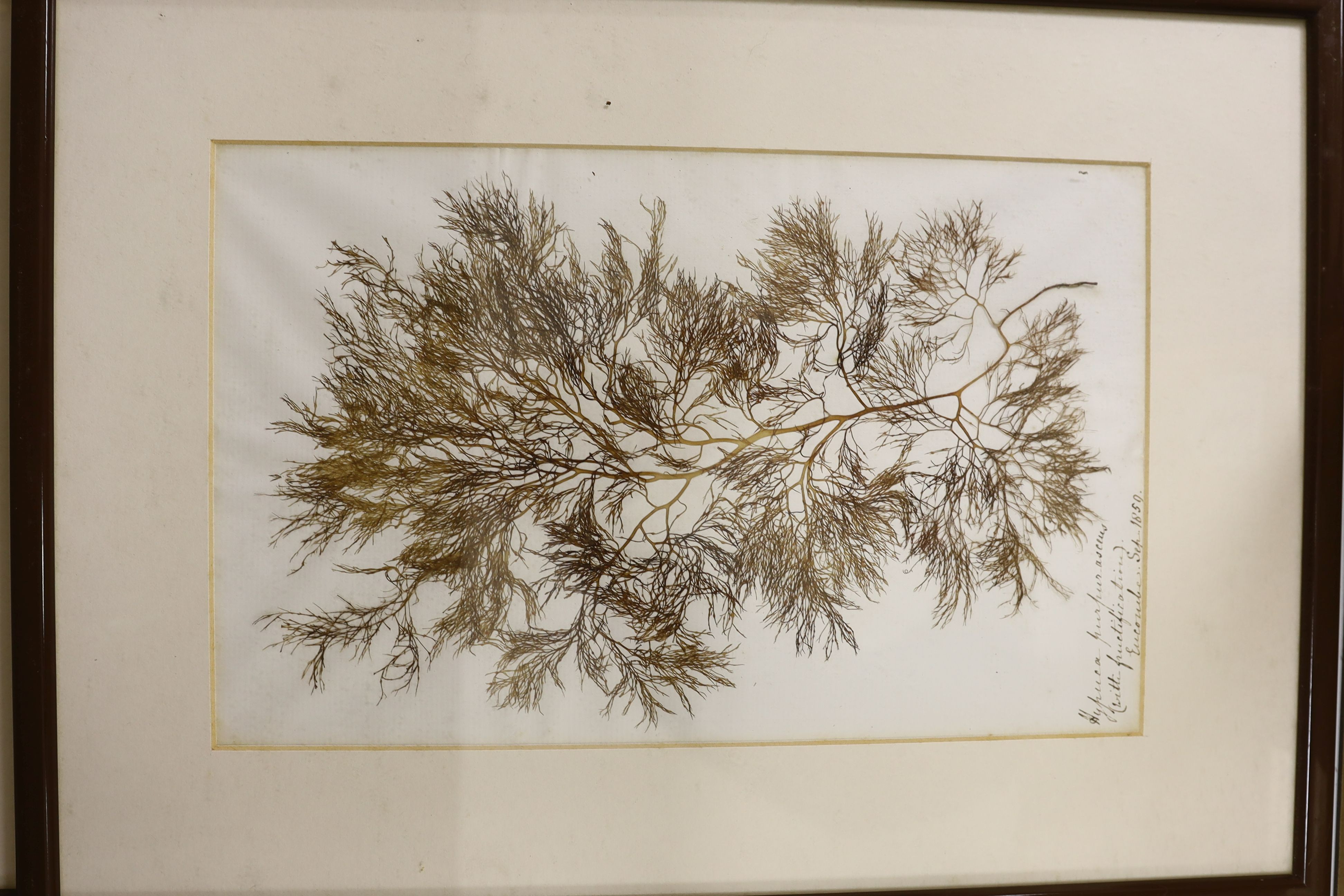 A collection of six mid 19th century framed and mounted marine botanical specimens